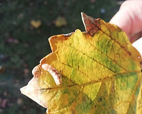 IMG_20181031_120250.jpg