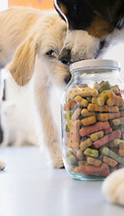 Dogs with Dog Food Jar