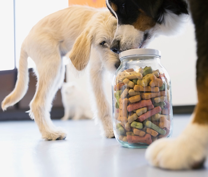 Dogs with Dog Food Jar