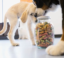 Dogs with Dog Food Jar