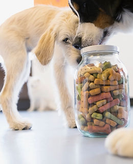 Dogs with Dog Food Jar