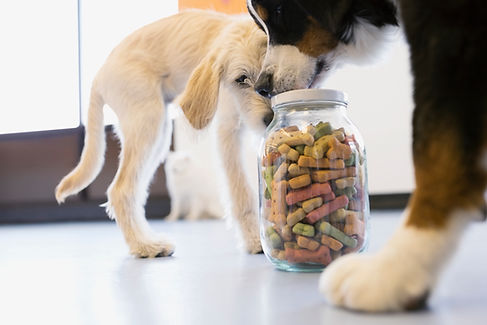 Hundar med hundmat Jar