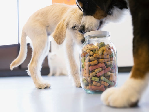 What Should you Be Feeding Your Dog?