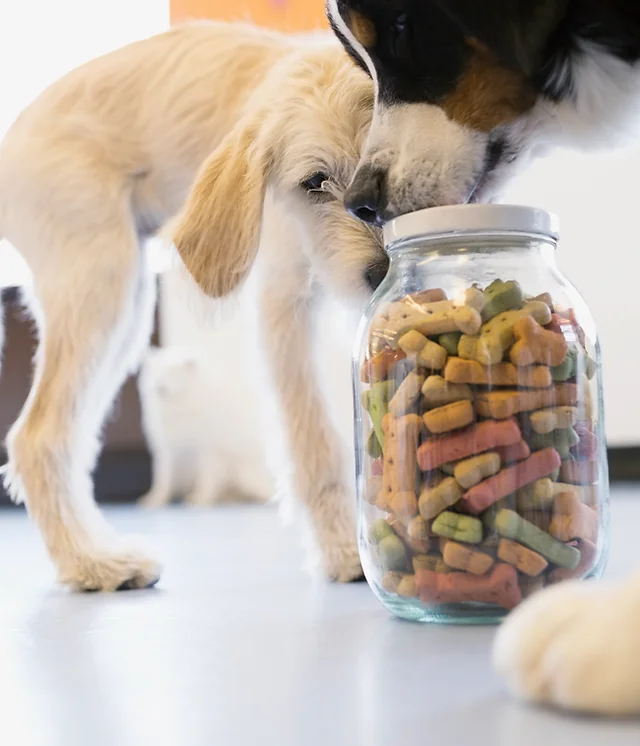 fur ever friends dog grooming