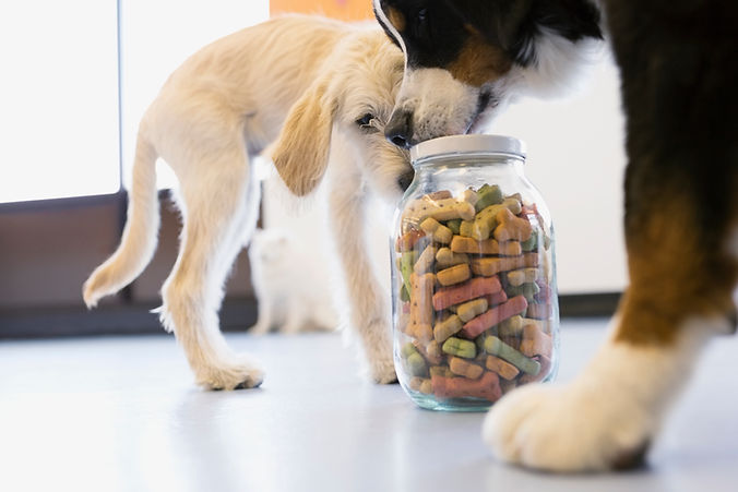 Dogs with Dog Food Jar
