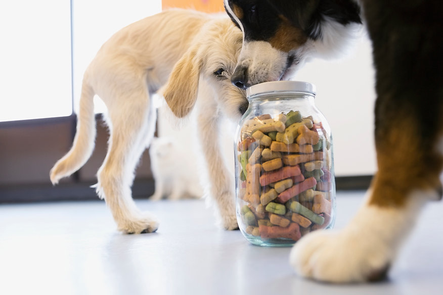 Dog training