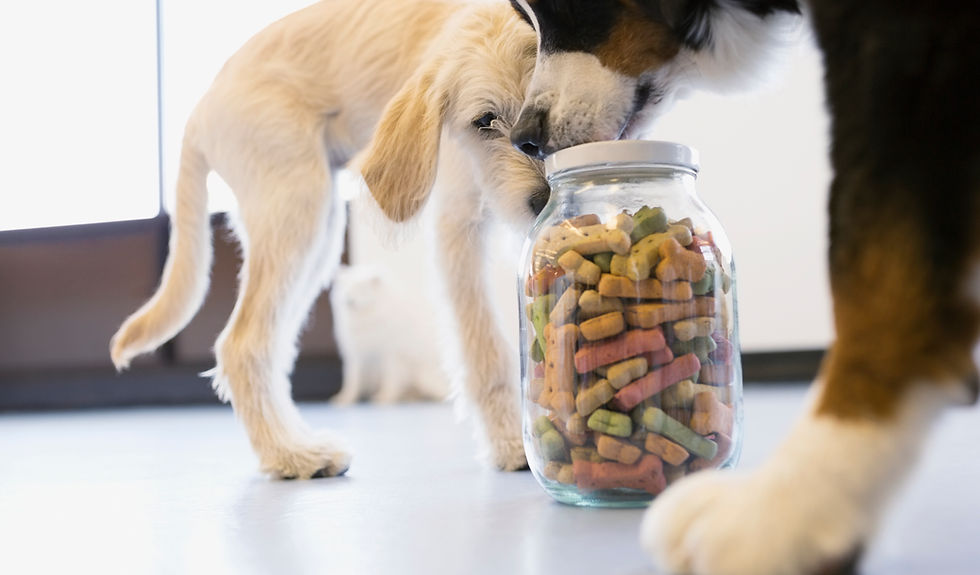 Dogs with Dog Food Jar