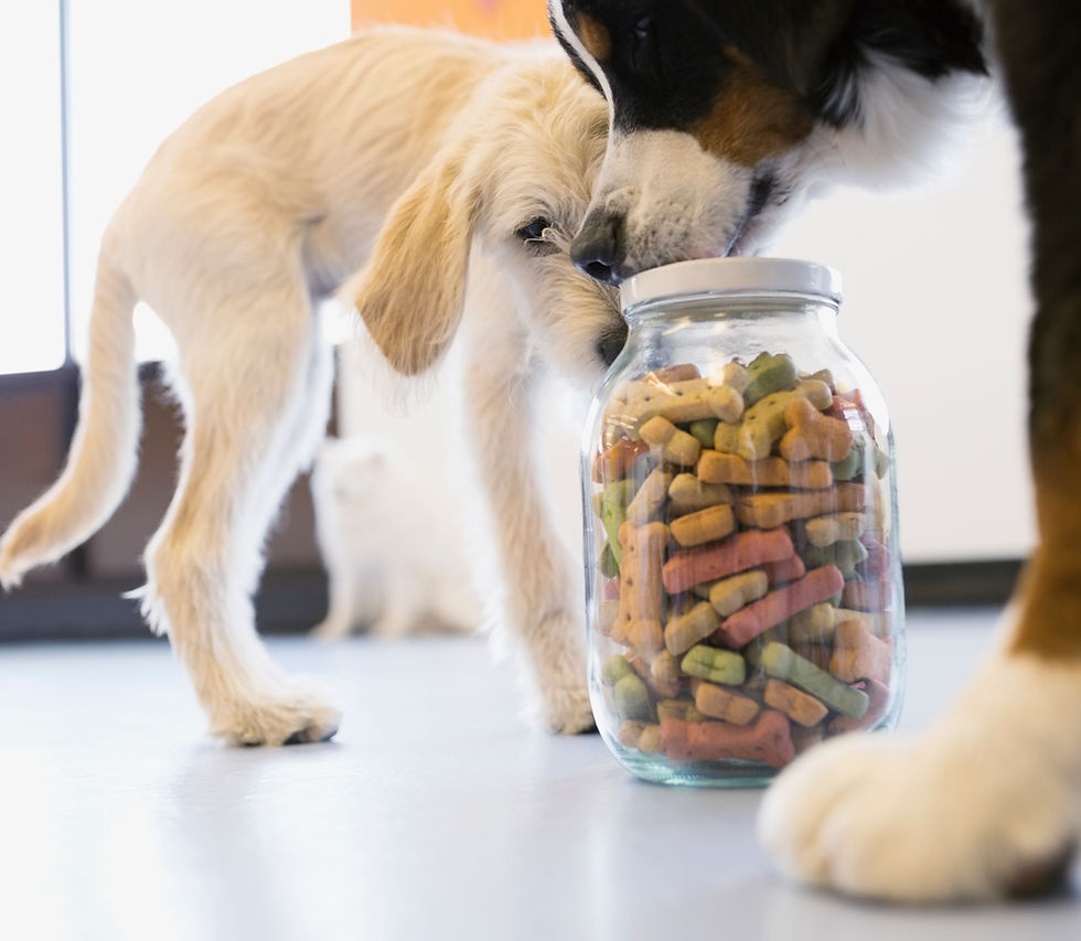Dogs with Dog Food Jar
