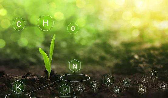 Scientific Plants Nursery