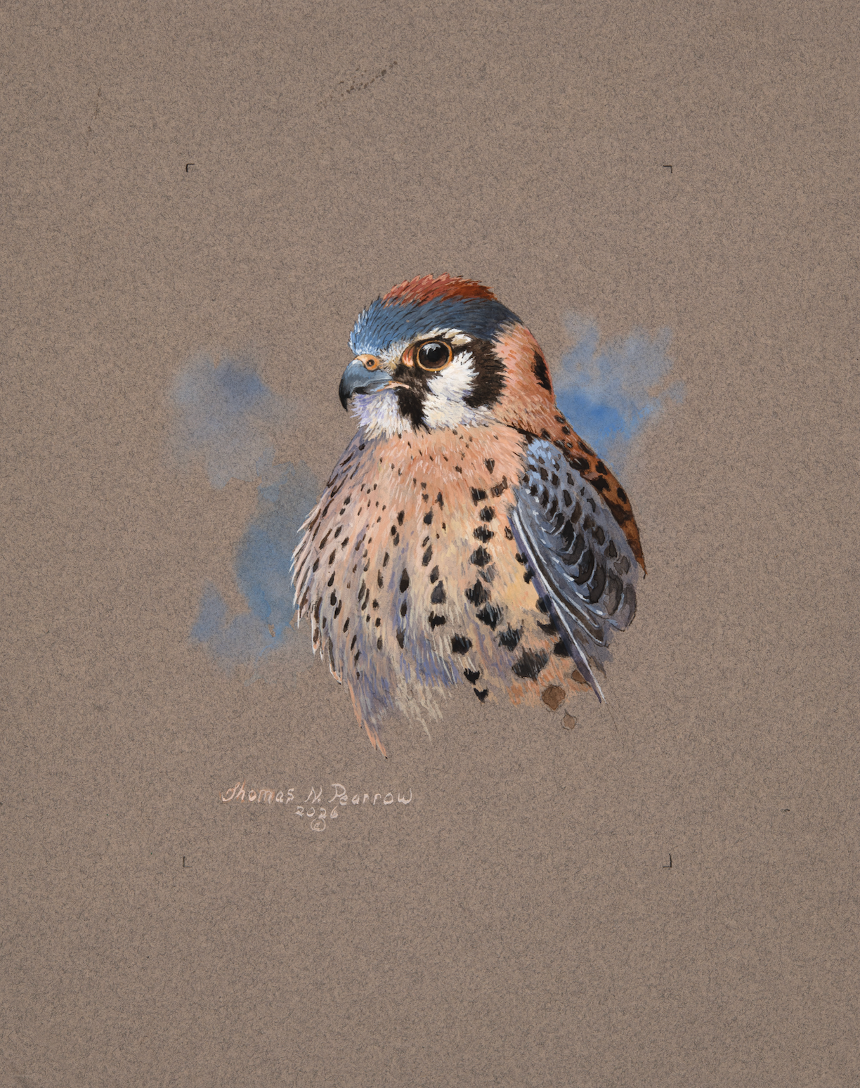 American Kestrel Portrait
