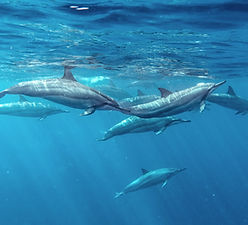 Group Of Dolphins