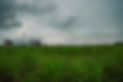 Filip-Agoo-Everland-impact-photographer-Cambodia-northn-plains-lemongrass-feild.jpg