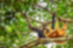 Colourful Gibbons: Nature's Lesson in Protection