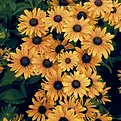 Flowers.webp