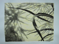 leaves and shadows