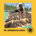Séchage de la vanille au soleil
