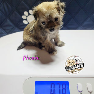 Maltipoo for sale in Oklahoma