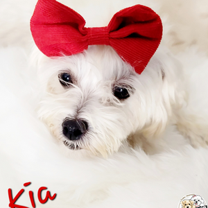 maltese puppy for sale in okc