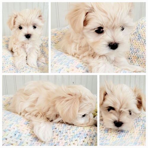 maltipoo dog breeder in Oklahoma