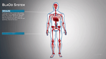 20250126_1521_Human Body Exploration_simple_compose_01jjj7tnhvevdrgtdjhrbx5b8v (1).gif