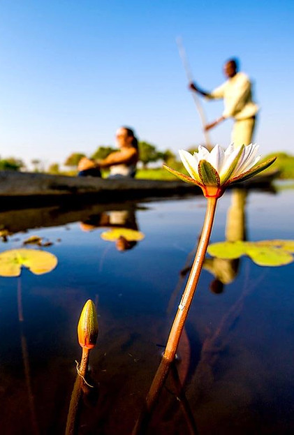 Close-up of a lily blooming with a mokoro excursion in the background