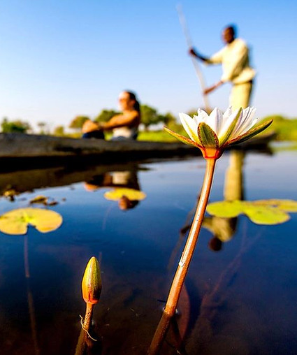 Close-up of a lily blooming with a mokoro excursion in the background