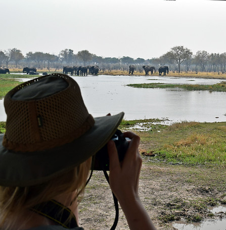 A guest taking a photo of a herd of elephants from the back of a safari vehicle.