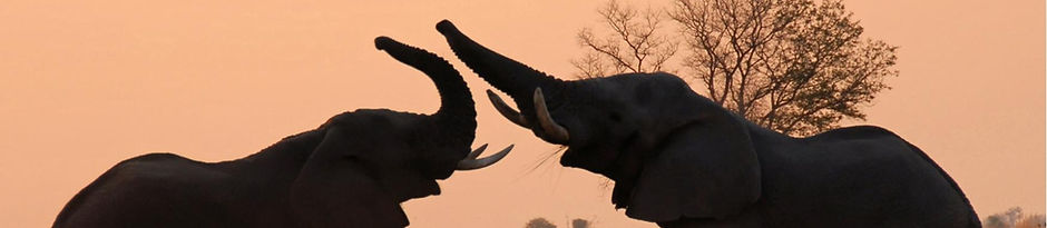 Elephants playing together in the Kwara Concession of the Okavango Delta