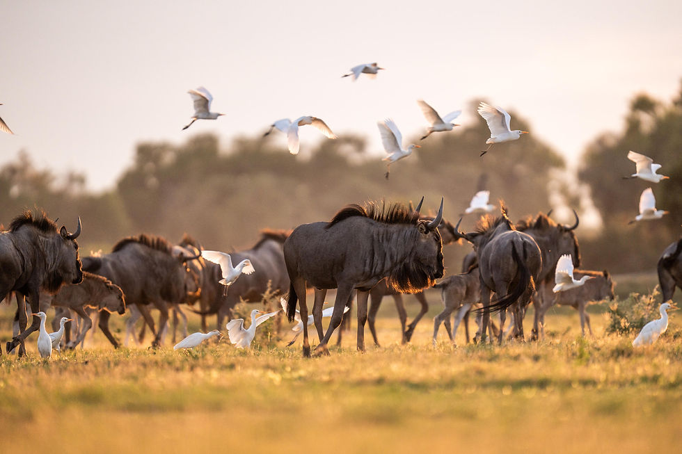 Wilderness Mombo_35.jpg