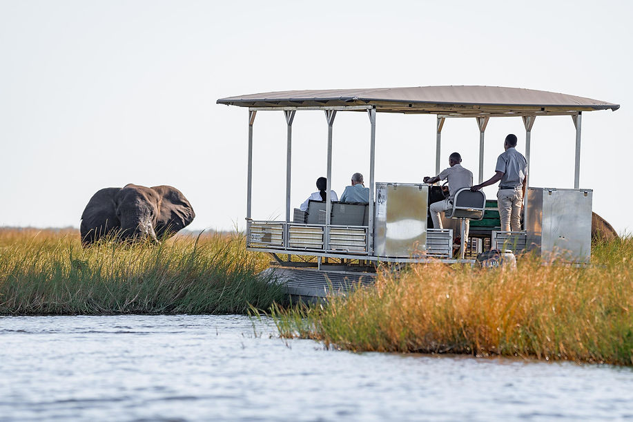 Chobe River Safari.jpeg