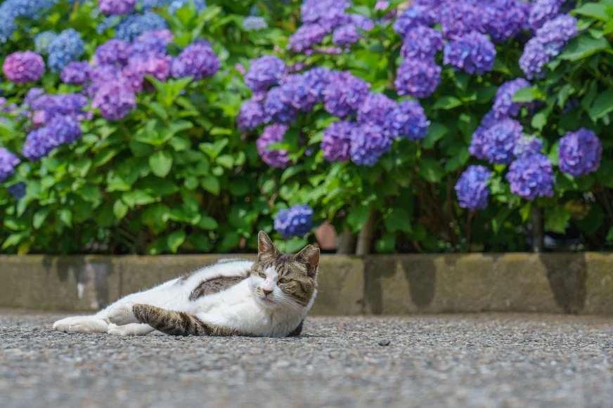 2026東京紫陽花景點推薦：繡球花花團錦簇，一隻白底虎斑貓躺在暖陽下欣賞繡球花。