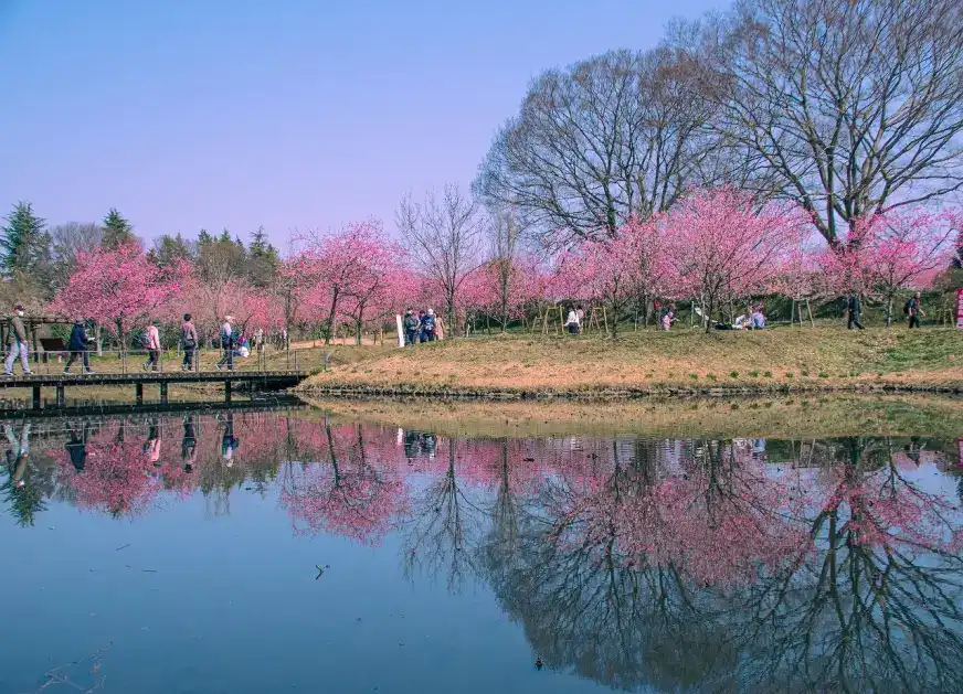 日本 3 月春季祭典與傳統文化活動迎接春天