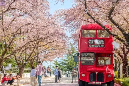 「大邱 E-WORLD 櫻花節」必拍亮點：經典紅色雙層巴士與滿開的粉嫩櫻花隧道