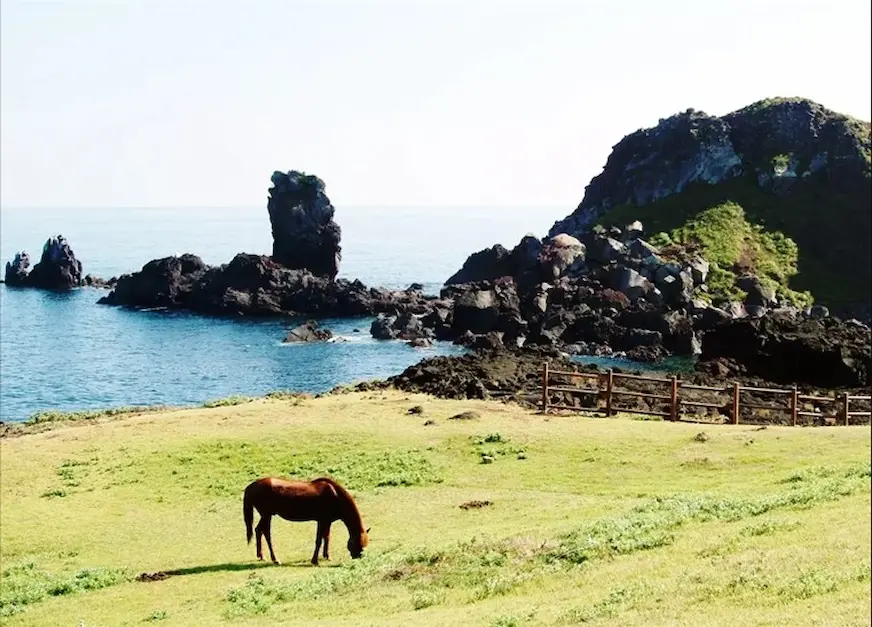結合草原、馬匹、海岸與火山岩地形等自然景色的涉地可支