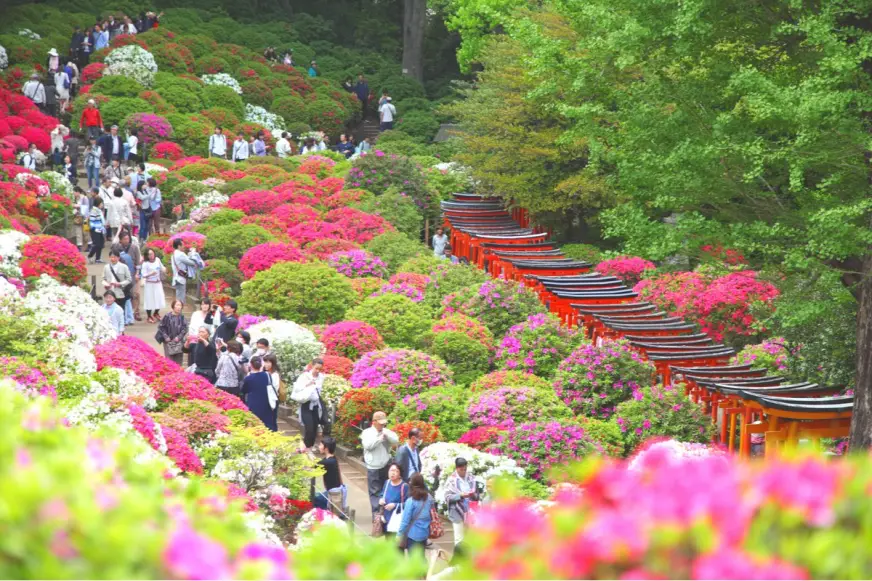 2026 根津神社杜鵑花祭杜鵑苑花海東京賞花人潮