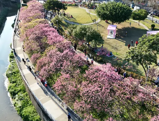 樂活公園內溝溪步道旁櫻花綻放