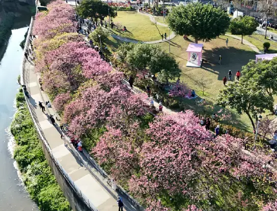 樂活公園內溝溪步道旁櫻花綻放