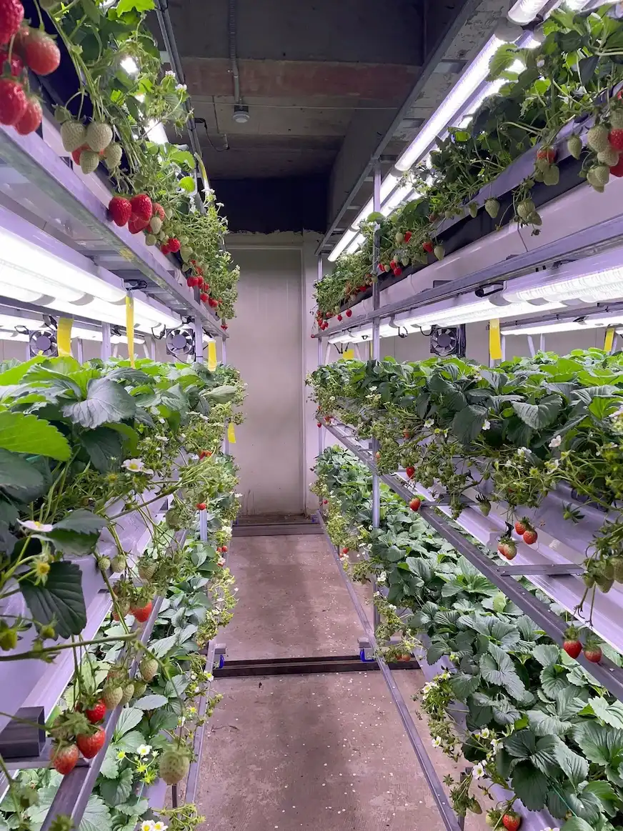 釜山西面溫室草莓