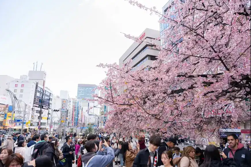 東京上野櫻花祭盛開櫻花與賞花人潮景象