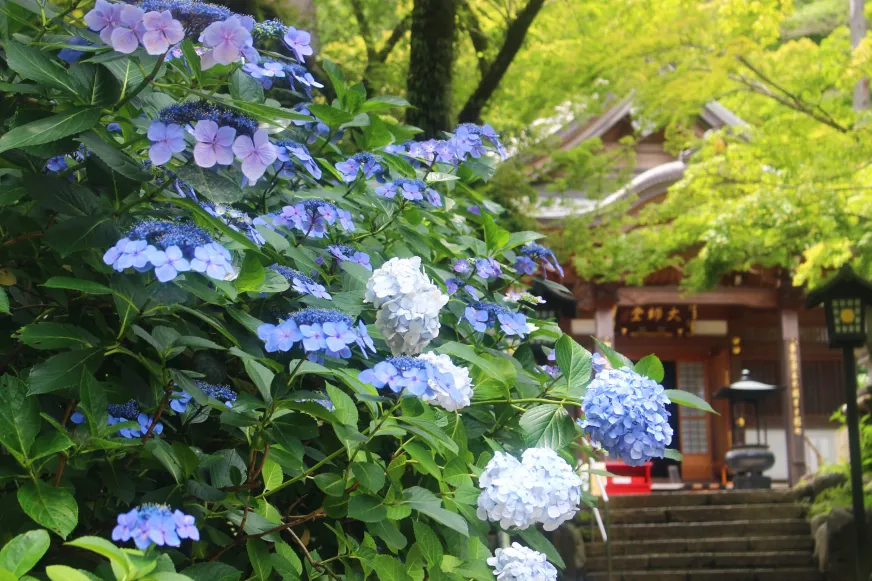 2026東京紫陽花景點推薦：日野市高幡不動尊金剛寺萬株盛開的野生紫陽花海，古色古香的五重塔與滿山繡球花交織的日本傳統禪意畫面。
