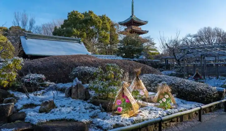 上野東照宮冬天也能看到各種牡丹盛開