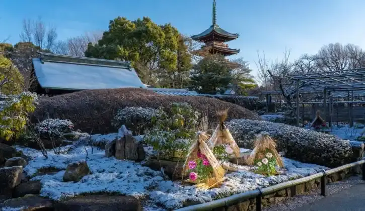上野東照宮冬天也能看到各種牡丹盛開