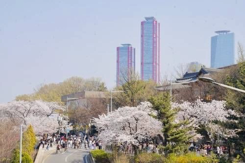 「永登浦汝矣島櫻花節」遊客漫步在滿開的櫻花大道