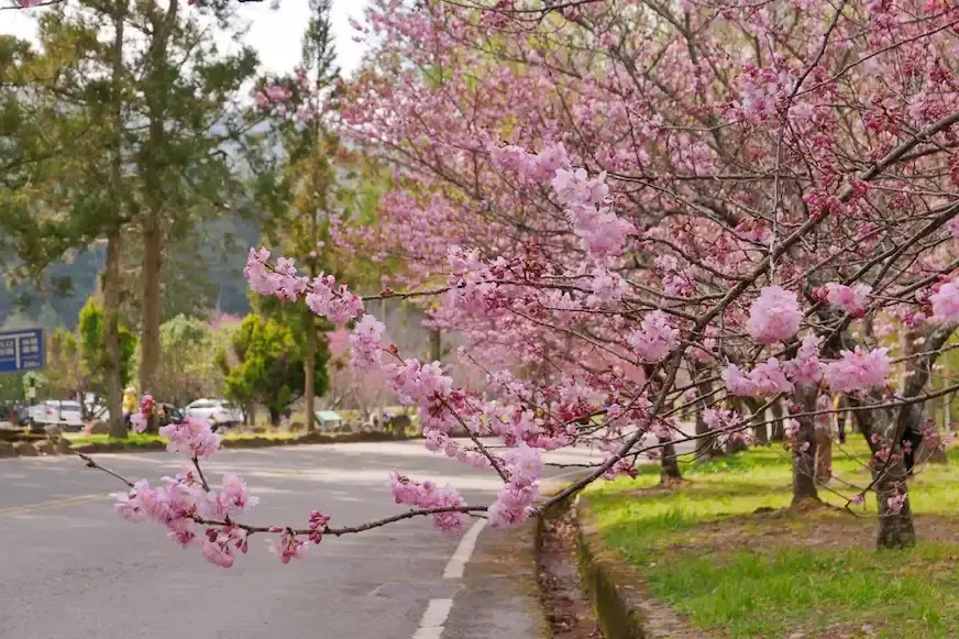 往年武陵農場桃花莊開滿了粉紅佳人的盛況