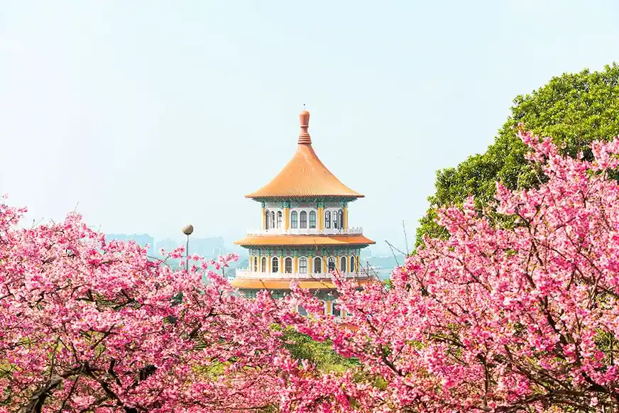 天元宮後山的富士櫻(三色櫻)已經全面綻放，進入最佳觀賞期