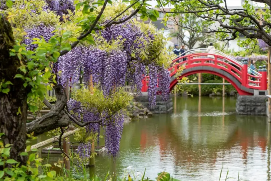 龜戶天神紫藤花祭太鼓橋與晴空塔合照東京賞花推薦