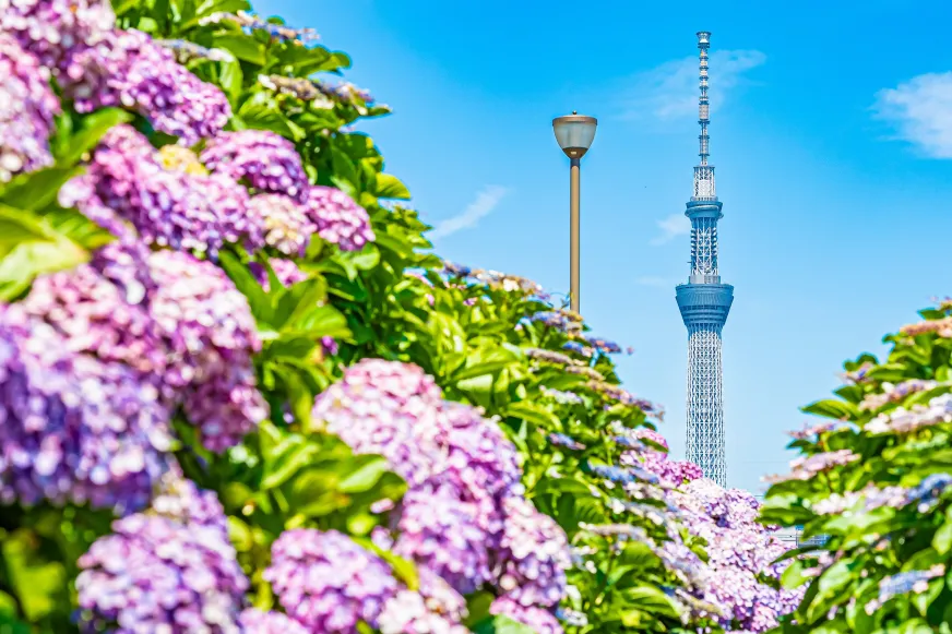 2026東京紫陽花景點推薦：舊中川水邊公園，遠眺東京晴空塔與藍紫色繡球花海同框打卡照