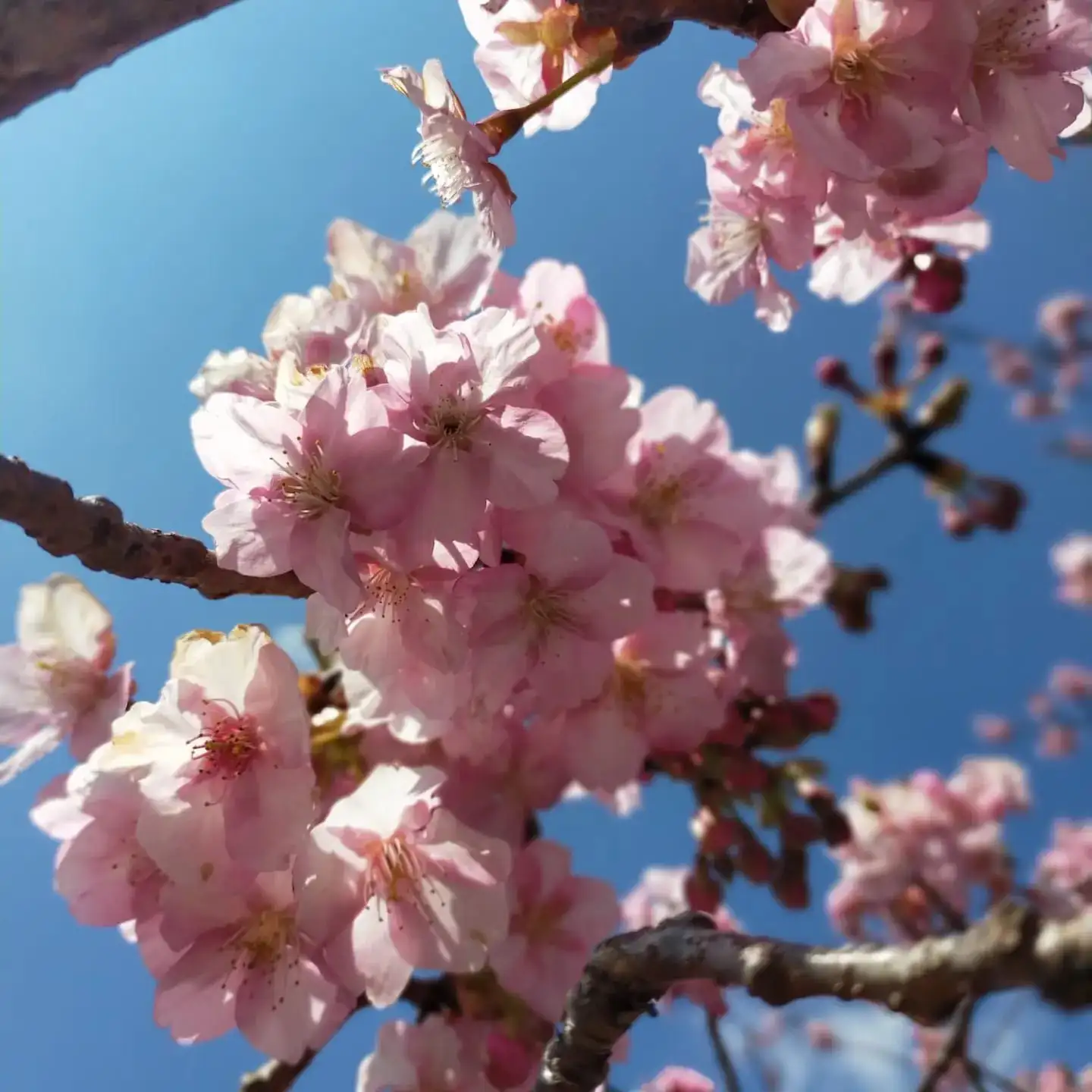 盛開的伊豆河津櫻