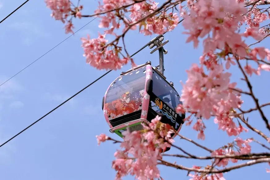 搭乘日月潭纜車中欣賞粉嫩的富士櫻