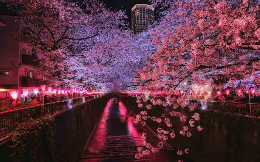 目黑川的櫻花夜景